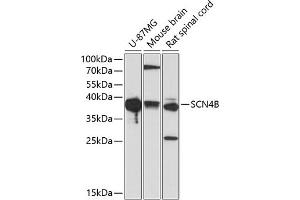 Western blot analysis of extracts of various cell lines, using SCN4B antibody (ABIN3023061, ABIN3023062, ABIN1513501 and ABIN6219370) at 1:1000 dilution.