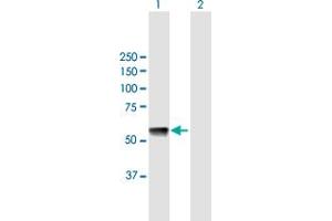 GTPBP3 antibody  (AA 1-492)