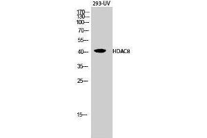 Image no. 1 for anti-Histone Deacetylase 8 (HDAC8) (Tyr753) antibody (ABIN3184991)