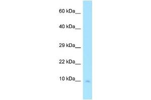 Image no. 1 for anti-Cytochrome C Oxidase Subunit VIIc (COX7C) (N-Term) antibody (ABIN2790102)