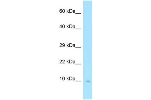 COX7C Antikörper  (N-Term)