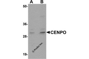 Image no. 1 for anti-Centromere Protein O (CENPO) (Middle Region) antibody (ABIN1030905)