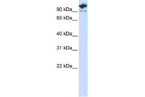 Image no. 1 for anti-Protocadherin alpha 6 (PCDHA6) (C-Term) antibody (ABIN634742)