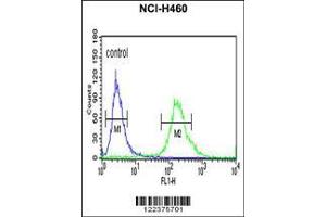 Image no. 1 for anti-Asparagine-Linked Glycosylation 14 Homolog (ALG14) (AA 67-93) antibody (ABIN652850)