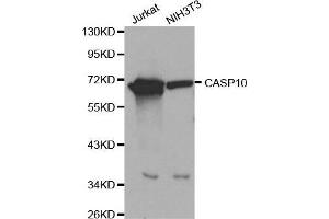 Image no. 1 for anti-Caspase 10, Apoptosis-Related Cysteine Peptidase (CASP10) antibody (ABIN3020701)