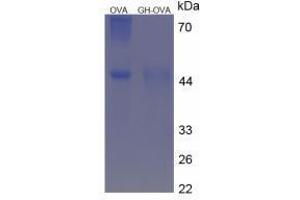 Image no. 3 for Growth Hormone 1 (GH1) peptide (Ovalbumin) (ABIN5666209)