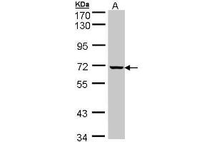 Image no. 2 for anti-GLE1 RNA Export Mediator (GLE1) (C-Term) antibody (ABIN2856475)