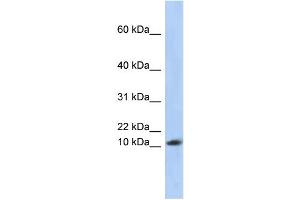 Image no. 1 for anti-Ribosomal Protein L30 (RPL30) (Middle Region) antibody (ABIN2786532)