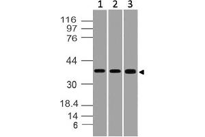 Image no. 1 for anti-Serine/threonine Kinase Receptor Associated Protein (STRAP) (AA 100-330) antibody (ABIN5027551)