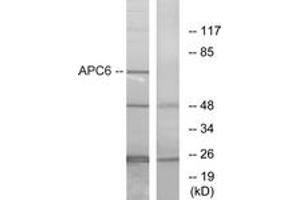 Image no. 1 for anti-Cell Division Cycle 16 Homolog (S. Cerevisiae) (CDC16) (AA 181-230) antibody (ABIN1534316)