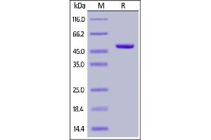 Image no. 2 for Tumor Necrosis Factor (Ligand) Superfamily, Member 10 (TNFSF10) (AA 114-281) (Active) protein (Fc Tag) (ABIN6938881)