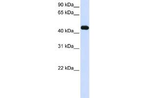Image no. 1 for anti-Makorin Ring Finger Protein 2 (MKRN2) (C-Term) antibody (ABIN2774710)