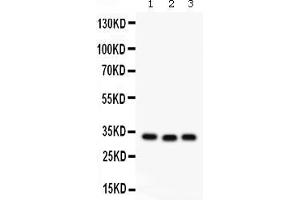 Image no. 4 for anti-Complement Component 1, Q Subcomponent Binding Protein (C1QBP) (AA 190-282) antibody (ABIN4886491)