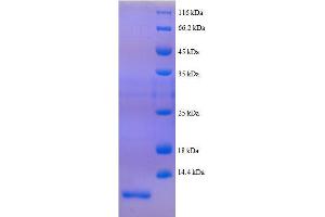 Peptide YY Protein (PYY) (AA 31-64, full length) (His tag)