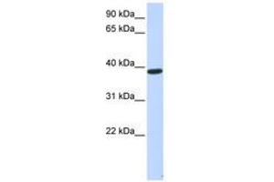 Image no. 1 for anti-Protein Phosphatase 1, Regulatory Subunit 7 (PPP1R7) (AA 107-156) antibody (ABIN6741385)
