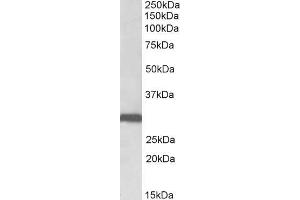 Image no. 2 for anti-Stomatin (STOM) (N-Term) antibody (ABIN1590133)