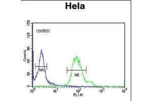 GABARAPL1 antibody