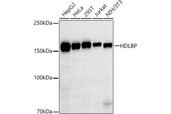 HDLBP anticorps