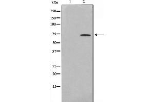 Image no. 1 for anti-E74-Like Factor 1 (Ets Domain Transcription Factor) (ELF1) (C-Term) antibody (ABIN6261511)
