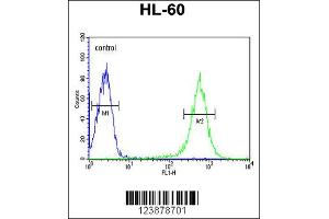 Flow Cytometry (FACS) image for anti-Eyes Absent Homolog 4 (EYA4) antibody (ABIN2158766)