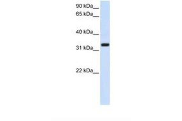 TMEM66 antibody  (AA 218-267)