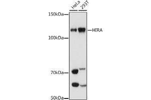 Western blot analysis of extracts of various cell lines, using HIRA antibody (ABIN7267656) at 1:1000 dilution.