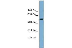 Image no. 1 for anti-Solute Carrier Family 2 (Facilitated Glucose Transporter) Member 8 (SLC2A8) (Middle Region) antibody (ABIN2781642)