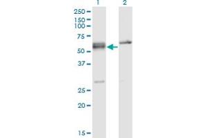 Image no. 2 for anti-serine/arginine-Rich Splicing Factor 6 (SRSF6) (AA 1-75) antibody (ABIN520142)