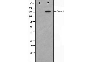 Image no. 1 for anti-Patched 1 (PTCH1) (N-Term) antibody (ABIN6264046)