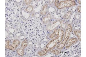 Image no. 1 for anti-alpha 1 Microglobulin/bikunin precursor (AMBP) antibody (ABIN513301)