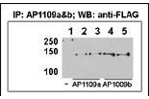 Image no. 2 for anti-Histone Deacetylase 9 (HDAC9) (AA 2-32), (N-Term) antibody (ABIN387960)