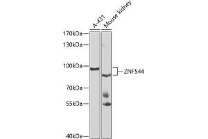 ZNF544 Antikörper  (AA 1-230)