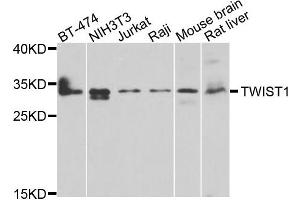 Image no. 3 for anti-Twist Homolog 1 (Drosophila) (TWIST1) antibody (ABIN4905524)