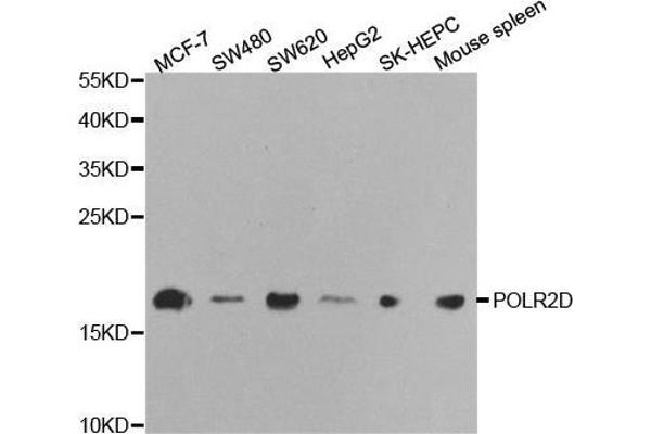 POLR2D antibody  (AA 1-142)
