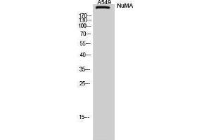 Image no. 1 for anti-Nuclear Mitotic Apparatus Protein 1 (NUMA1) (N-Term) antibody (ABIN3185976)