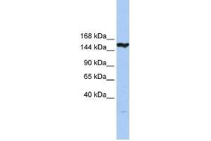 Image no. 1 for anti-CASP8 Associated Protein 2 (CASP8AP2) (N-Term) antibody (ABIN928389)