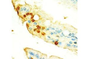 Image no. 1 for anti-Endothelial PAS Domain Protein 1 (EPAS1) (AA 202-240) antibody (ABIN3030803)
