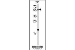 Image no. 2 for anti-Bone Morphogenetic Protein 10 (BMP10) (AA 7-35), (N-Term) antibody (ABIN388448)