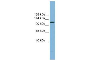 Image no. 1 for anti-Chromosome 14 Open Reading Frame 104 (C14orf104) (N-Term) antibody (ABIN632937)