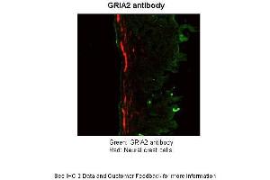 Image no. 3 for anti-Glutamate Receptor, Ionotropic, AMPA 2 (GRIA2) (N-Term) antibody (ABIN2792269)