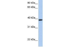 anti-Aquaporin 10 (AQP10) (C-Term) antibody