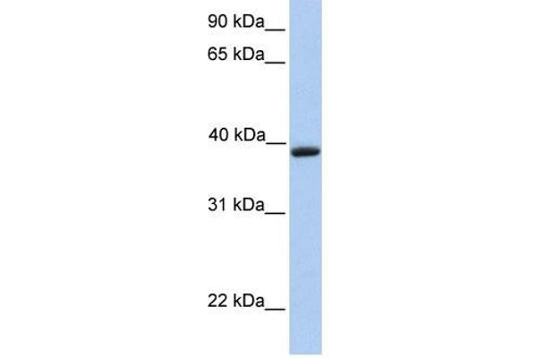 anti-Aquaporin 10 (AQP10) (C-Term) antibody