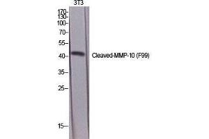 Image no. 2 for anti-Matrix Metallopeptidase 10 (Stromelysin 2) (MMP10) (cleaved), (Phe99) antibody (ABIN3181811)