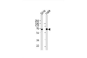 Image no. 1 for anti-Nemo-Like Kinase (NLK) antibody (ABIN1882269)