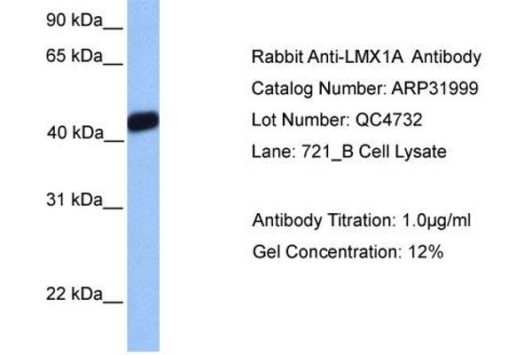 LMX1A Antikörper  (Middle Region)