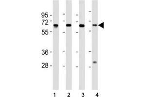 Image no. 3 for anti-Histone Deacetylase 1 (HDAC1) (AA 449-482) antibody (ABIN3031222)