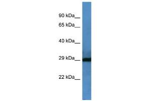 Image no. 1 for anti-Coagulation Factor VII (F7) (Middle Region) antibody (ABIN2788317)