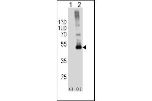Image no. 3 for anti-Sphingosine Kinase 1 (SPHK1) (AA 1-30), (N-Term) antibody (ABIN391345)