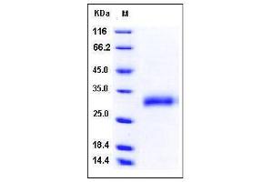 Image no. 1 for Chemokine (C-X-C Motif) Ligand 2 (CXCL2) (AA 28-100), (Mature) protein (His tag,SUMO Tag) (ABIN2007271)