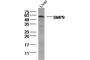 Image no. 2 for anti-Growth Differentiation Factor 2 (GDF2) (AA 351-429) antibody (ABIN872368)